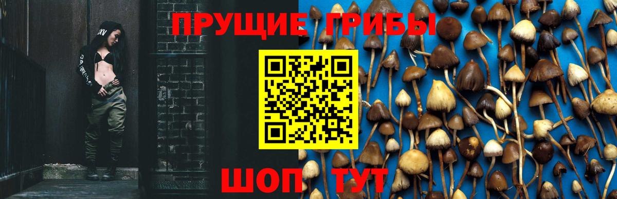 Галлюциногенные грибы Psilocybe Свободный